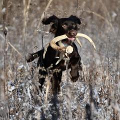 Goose - English Cocker Spaniel