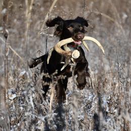 Goose - English Cocker Spaniel