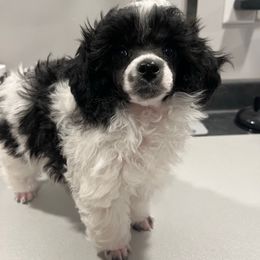 Parti female - Parti female Poodle puppy in Clarksville, Tennessee from Bee Mine Poodles, Doodles and Pomeranians