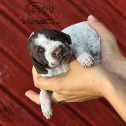 Girl 1 - Liver roan female German Shorthaired Pointer puppy in China Township, Michigan from Snell's Superior Kennel Dobermann & GSP