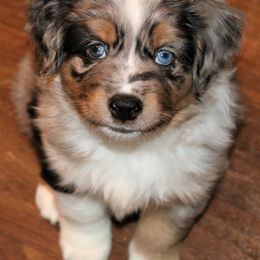 Miniature American Shepherd Puppies from Eagles Landing Miniature American Shepherds