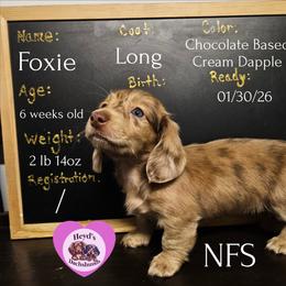 Foxie - Dapple female Dachshund puppy in Hoquiam, Washington from Heyd's Mini Dachshunds