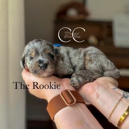 The Rookie - Merle male Bernedoodle puppy in Benton, Arkansas from Cozy Creek Doodles