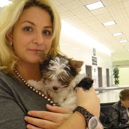 Biewer Terrier Puppies from Butterfly Biewers