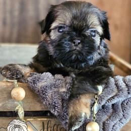 Favor - Sable male Shih Tzu puppy in Sanger, California from Hillsides Shih-Tzu