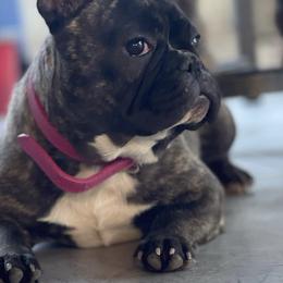 Nala - French Bulldog