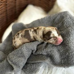 Cindy Lou - Red merle female Australian Shepherd puppy in Tyner, Kentucky from Lil’ Town Aussies