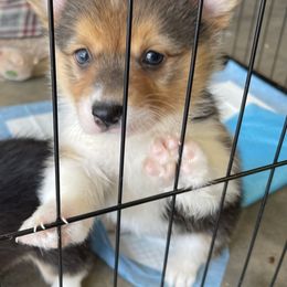 Pembroke Welsh Corgi Puppies from Kilgore’s Puppies of Greers Ferry Lake