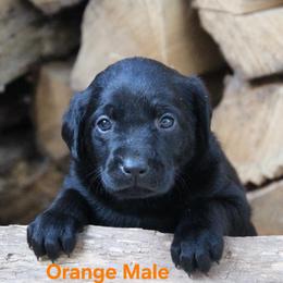 Girl 3 - Black female Labrador Retriever puppy in Black Creek, Wisconsin from Copper View Farm German Shepherds and Labrador Retreivers
