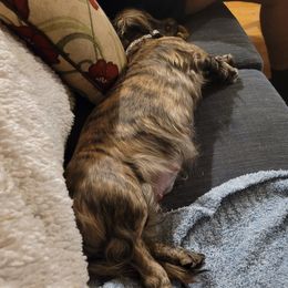 Dachshund Puppies from Winnie's Wonders
