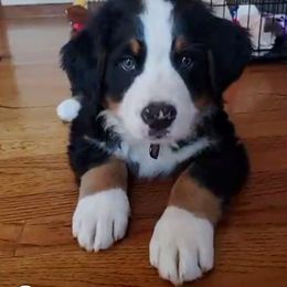 Bernese Mountain Dog Puppies from Joan Rogers