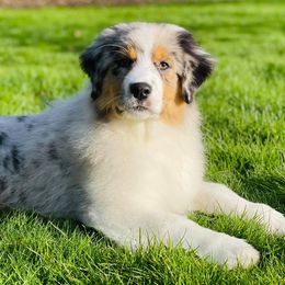 Australian Shepherds, French Bulldogs, and German Shepherds from Round of Apaws Canines