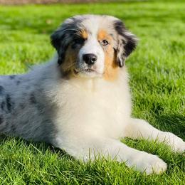 Australian Shepherds, French Bulldogs, and German Shepherds from Round of Apaws Canines