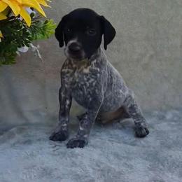 Boy 3 - Black roan male German Shorthaired Pointer puppy in Laporte, Minnesota from Northern Odyssey Gun Dogs