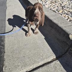 Bracco Italiano and Chihuahua Puppies from Snow Peak Kennel