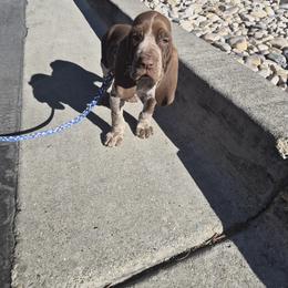 Bracco Italiano and Chihuahua Puppies from Snow Peak Kennel