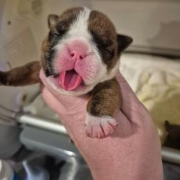 Brindle female 2 - Red brindle female Bulldog puppy in Walhalla, South Carolina from Lowery's English Bulldogs