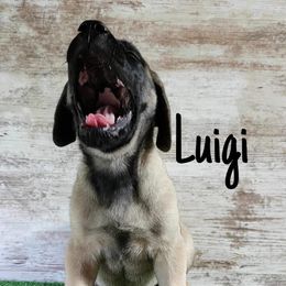 Australian Shepherd and Mastiff Puppies from Aussome Pups at Alexander Farm