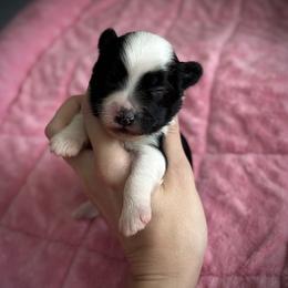 Bandit- Puff Boy - Black and white male Chinese Crested puppy in Tomball, Texas from Gracieux Chinese Cresteds