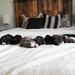 Bernedoodle Puppies from Minnie's UpNorth Doodles