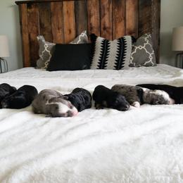 Bernedoodle Puppies from Minnie's UpNorth Doodles