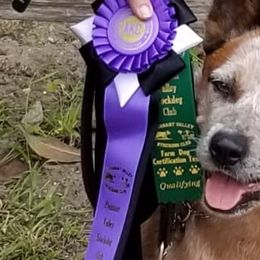 Australian Cattle Dogs from Fire Forged Australian Cattle Dogs