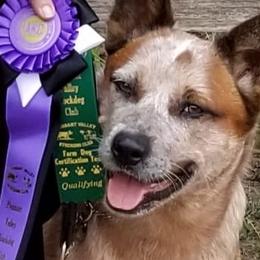 Australian Cattle Dogs from Fire Forged Australian Cattle Dogs