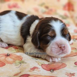 Brown Collar - Brown white and tan male Cocker Spaniel puppy in Stanford, Kentucky from Eagle Cliff Kennel