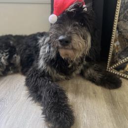 Smoky Quartz - Merle Goldendoodle puppy in Charlotte, North Carolina from Ben and Jerry Doodles