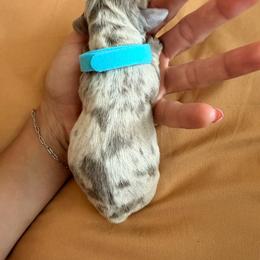 Blue collar - Fawn (isabella) and cream male Dachshund puppy in Yorktown, Texas from Krista's Fur Babies