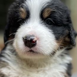 Willow - Black rust and white female Bernese Mountain Dog puppy in Fountain, North Carolina from Stargirl Bernese Mountain Dogs