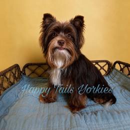 Stratos - Yorkshire Terrier
