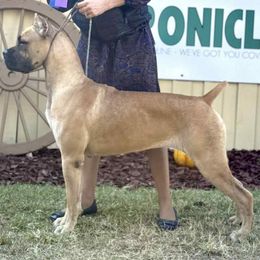 Andarna - Cane Corso