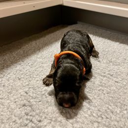 Girl 2 - German Shepherd puppy in Cedar City, Utah from Arco Shepherds