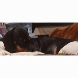 Delilah - Dachshund