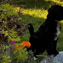 Labradoodles from Kelly’s Doodles