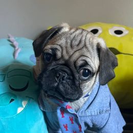 Pugs from Pug Puppies