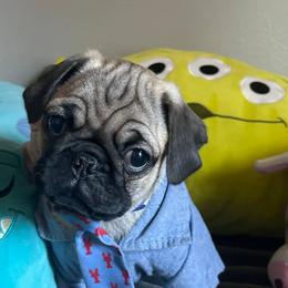 Pugs from Pug Puppies