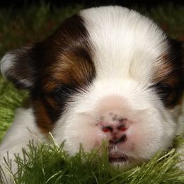 AKC GERALDINE - Parti Lhasa Apso puppy in Fort Washington, Maryland from GyanGanj Lhasa Apso