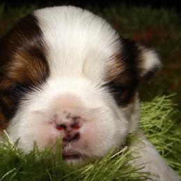 AKC GERALDINE - Parti Lhasa Apso puppy in Fort Washington, Maryland from GyanGanj Lhasa Apso