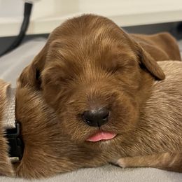 Goldendoodle Puppies from Mandi's Doodles
