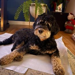 Theo - Australian Labradoodle