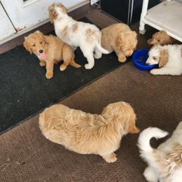 Goldendoodle Puppies from Costa's Curly Canines