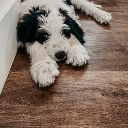 Sheepadoodle Puppies from DOODCompany