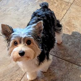 Panda - Yorkshire Terrier