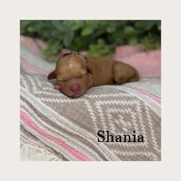 Shania - Caramel female Australian Labradoodle puppy in Gladstone, Oregon from Beaver State Labradoodles