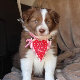 Chip - Red male Border Collie puppy in Courtland, Alabama from C Bar C Ranch Border Collies