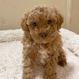 Bear - Apricot male Poodle puppy in Lompoc, California from Canyon Spring Ranch Poodles