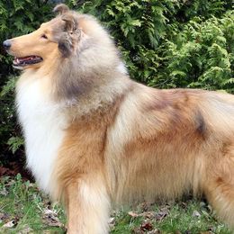 Collies from Marcy Fine's Collies
