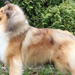 Collies from Marcy Fine's Collies